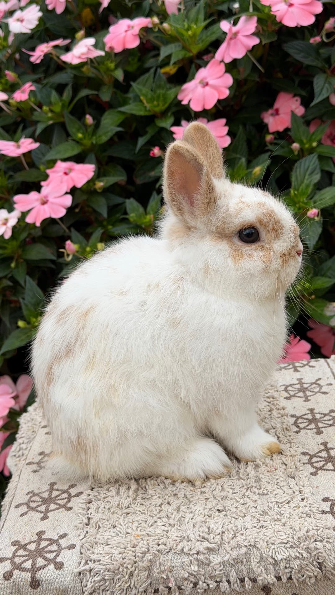 Netherland Dwarf (Anão Holandês)