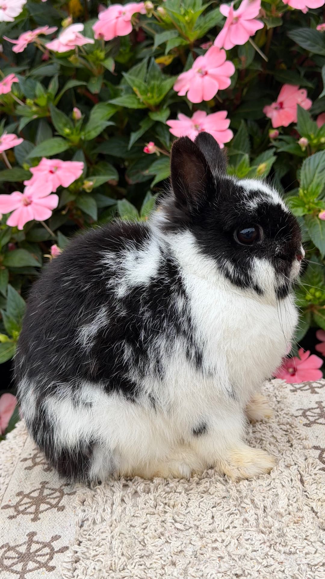 CDJ Nala