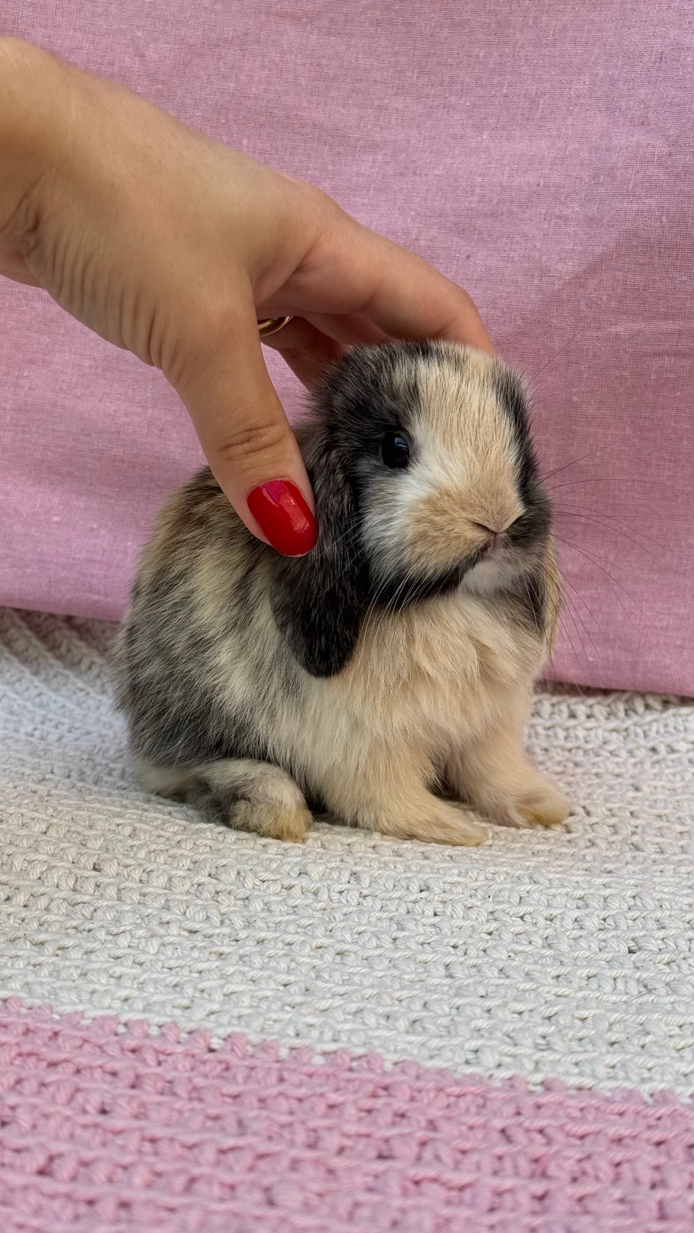 Mini Lop Uruguaio (Linhagem)