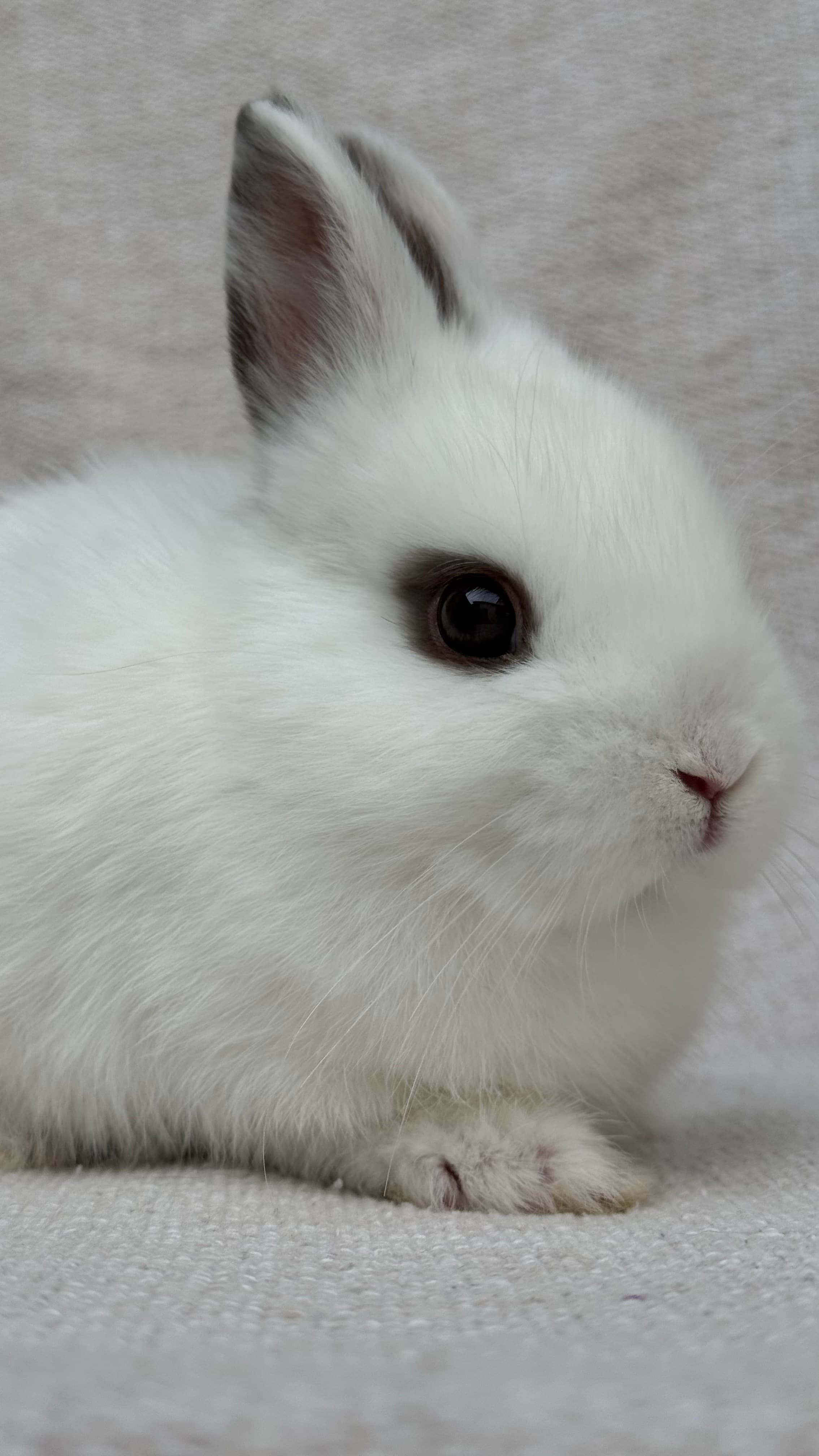 Netherland Dwarf (Anão Holandês)