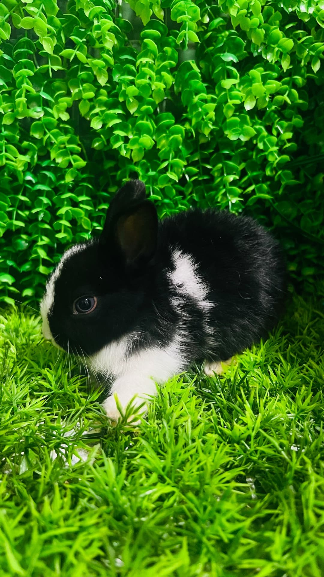 Netherland Dwarf (Anão Holandês)