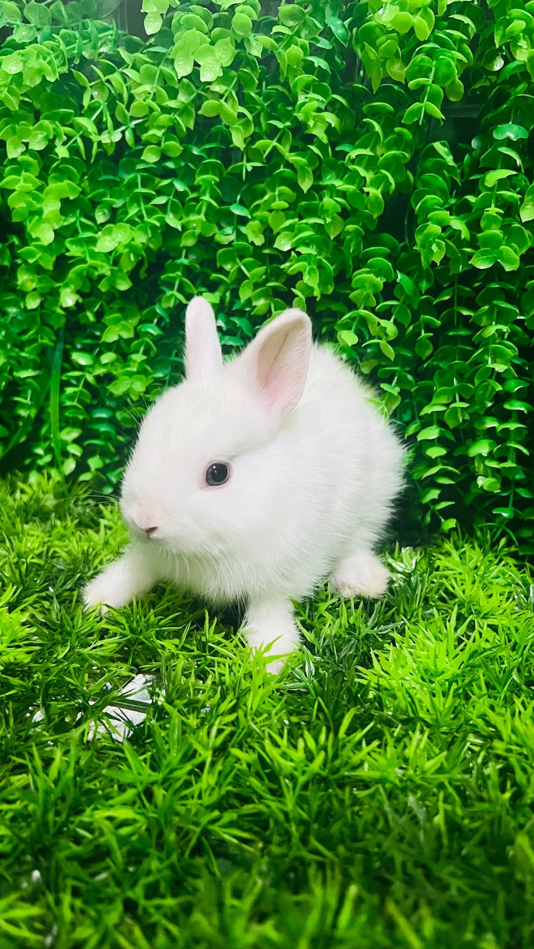 Olaf