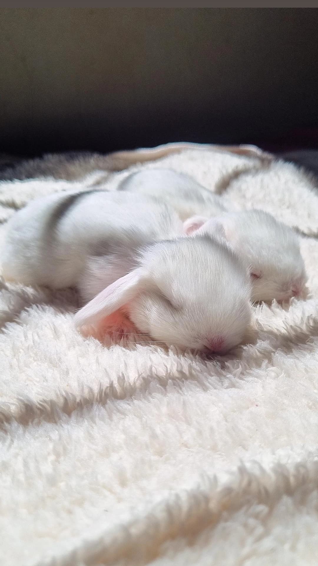 Mini Lop Uruguaio (Linhagem)