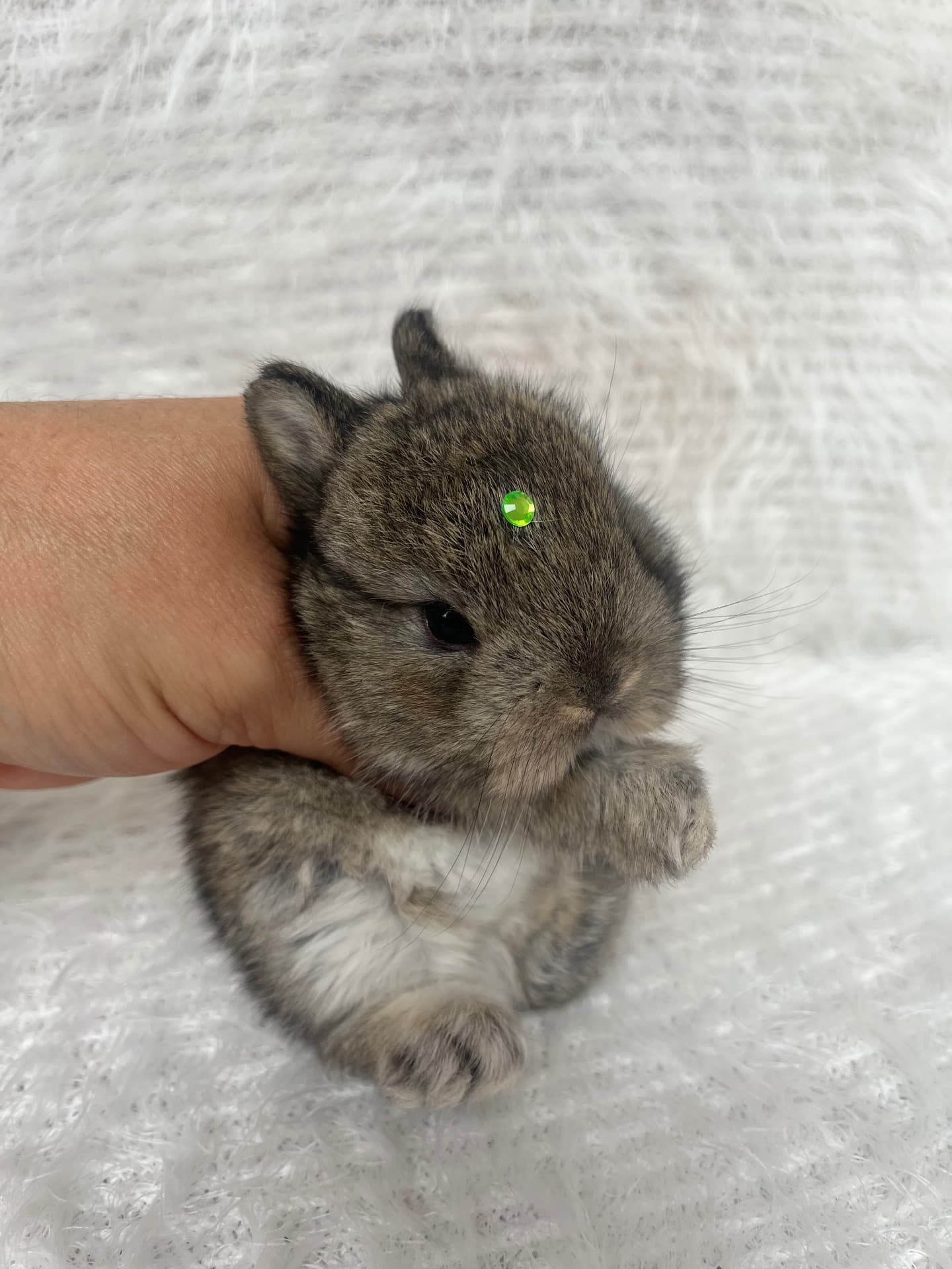 Netherland Dwarf (Anão Holandês)