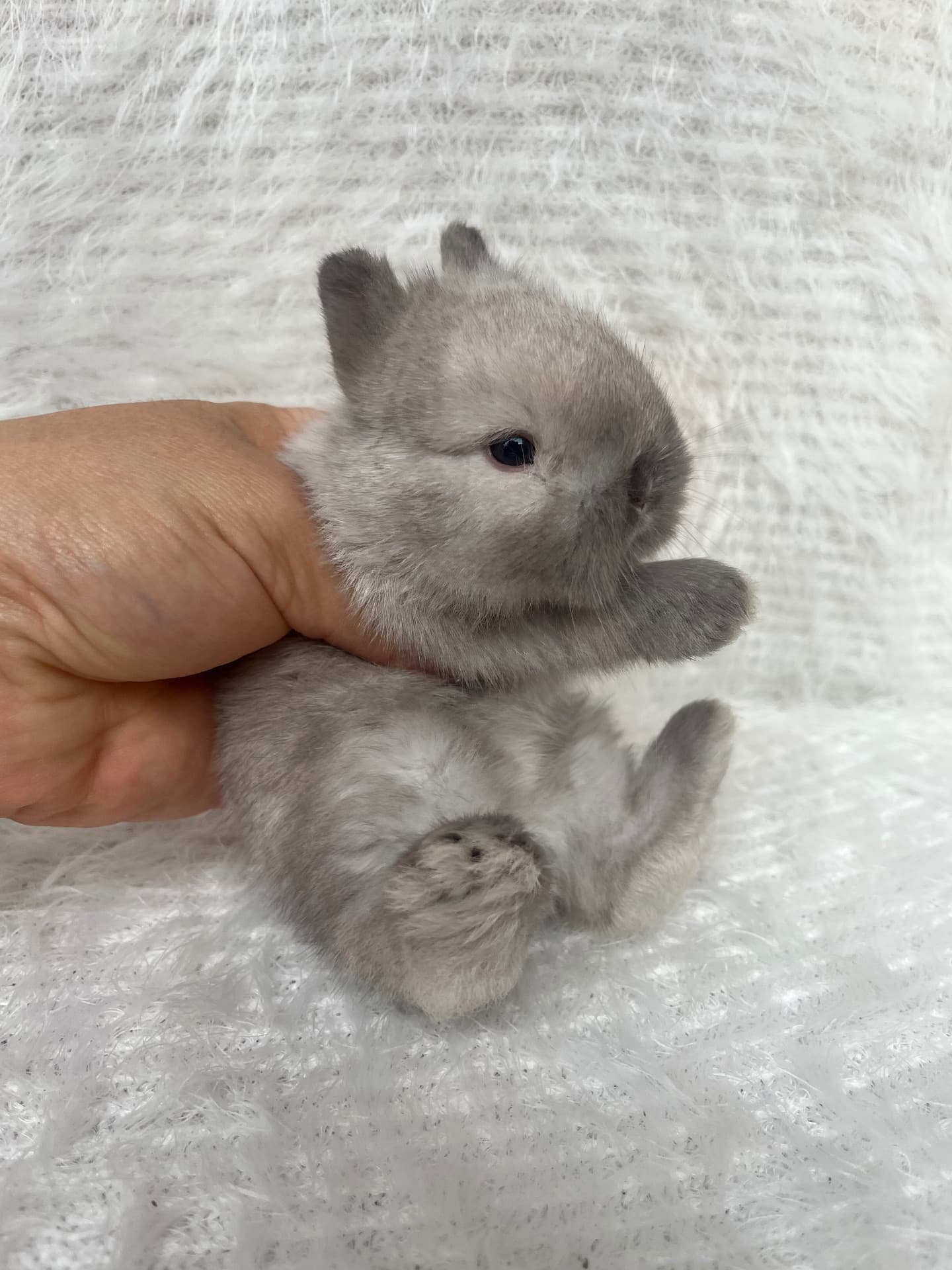 Netherland Dwarf (Anão Holandês)