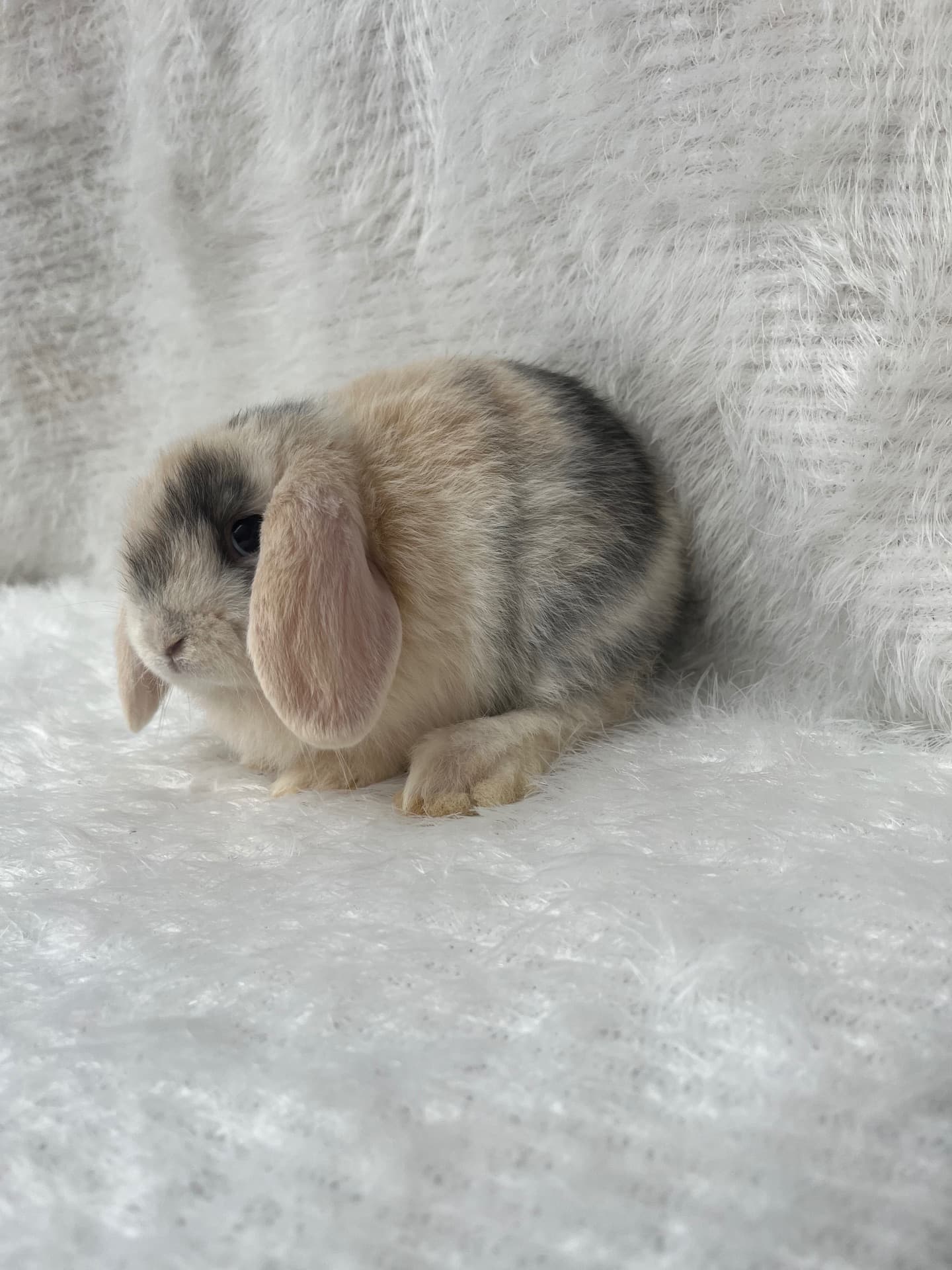 Mini Lop Uruguaio (Linhagem)