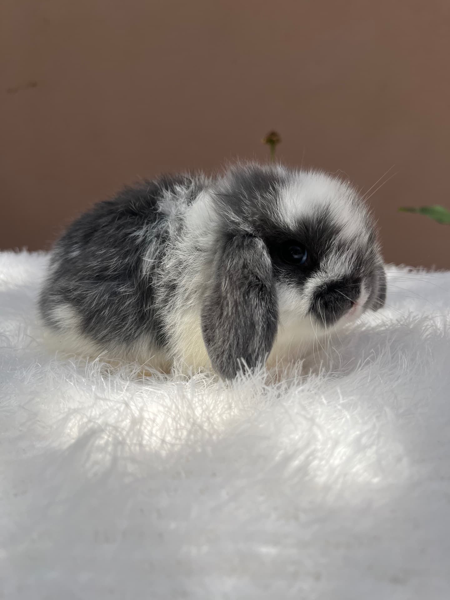 Mini Lop Uruguaio (Linhagem)