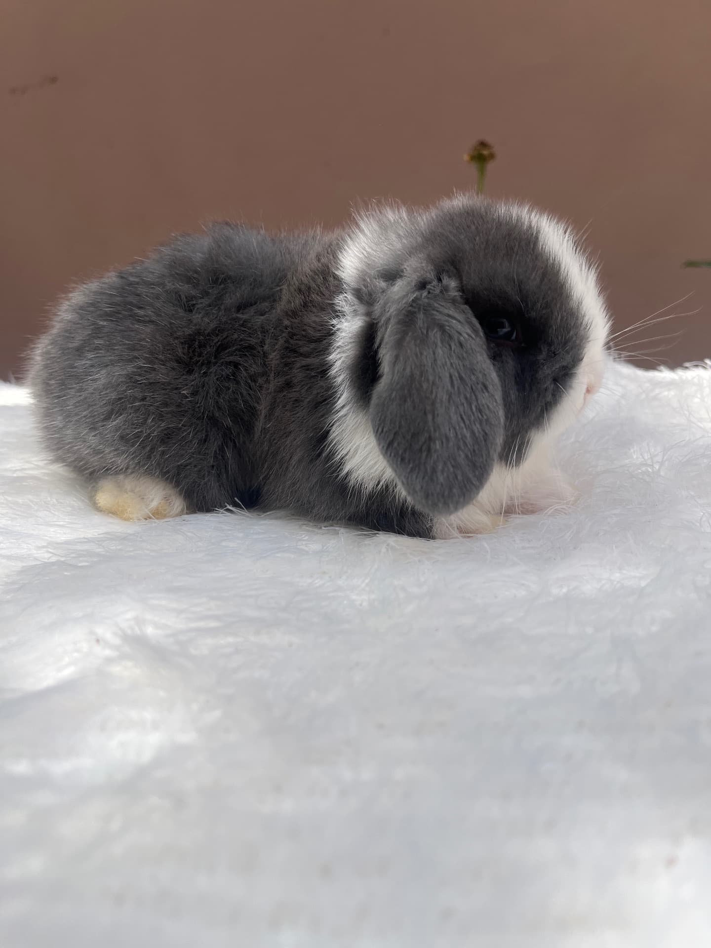 Mini Lop Uruguaio (Linhagem)