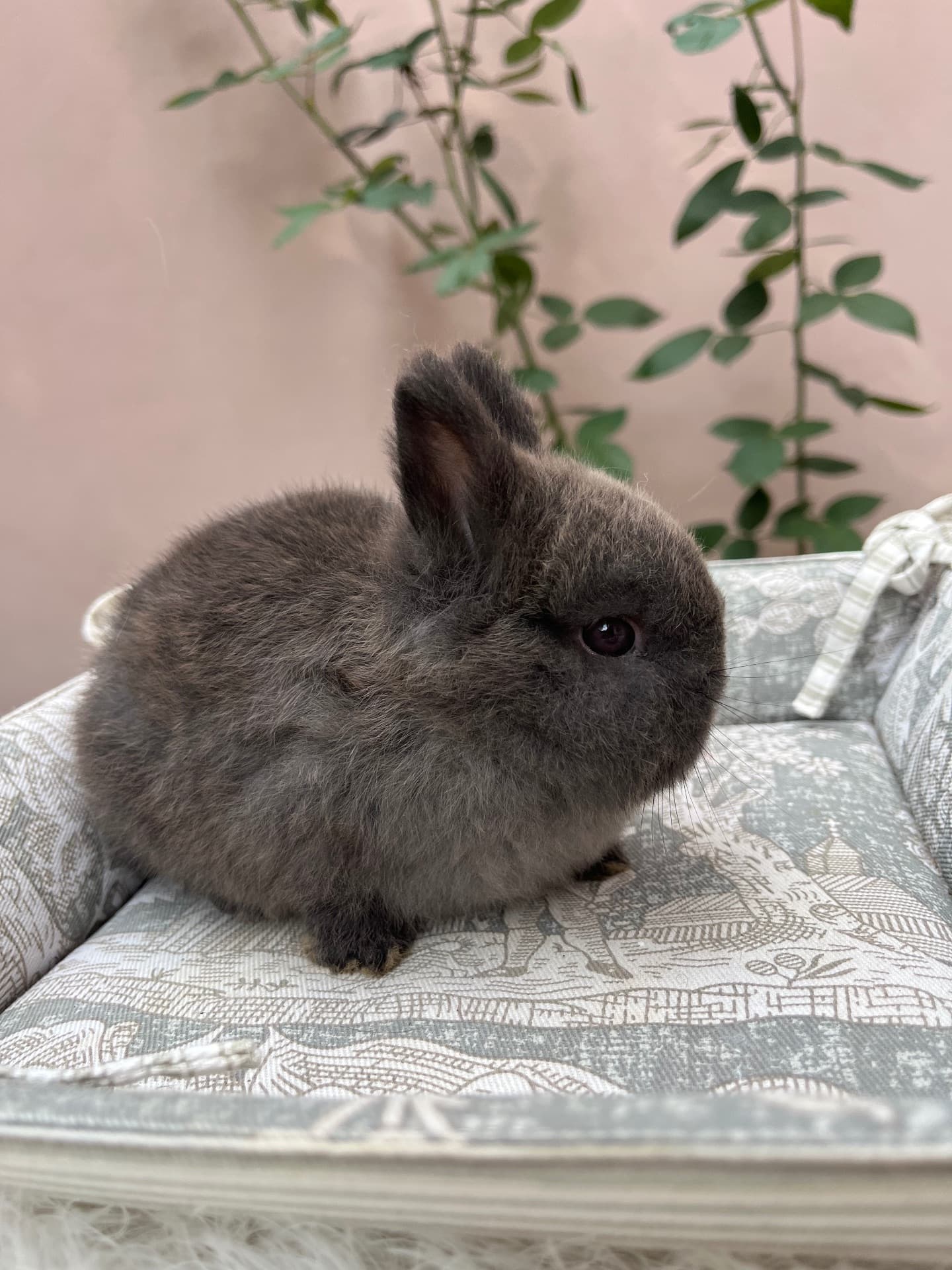Netherland Dwarf (Anão Holandês)