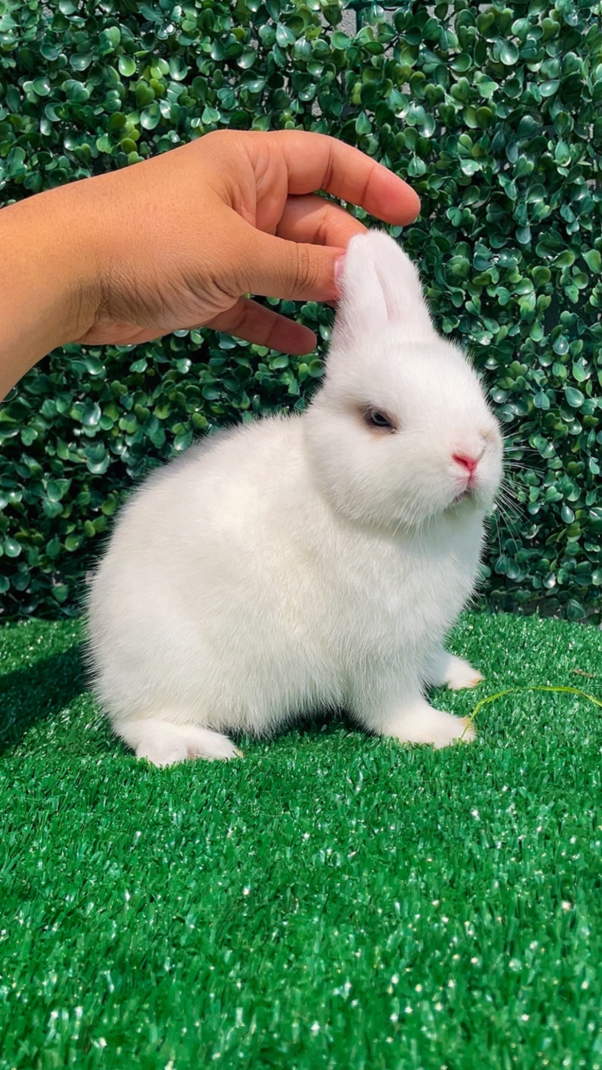 Netherland Dwarf (Anão Holandês)