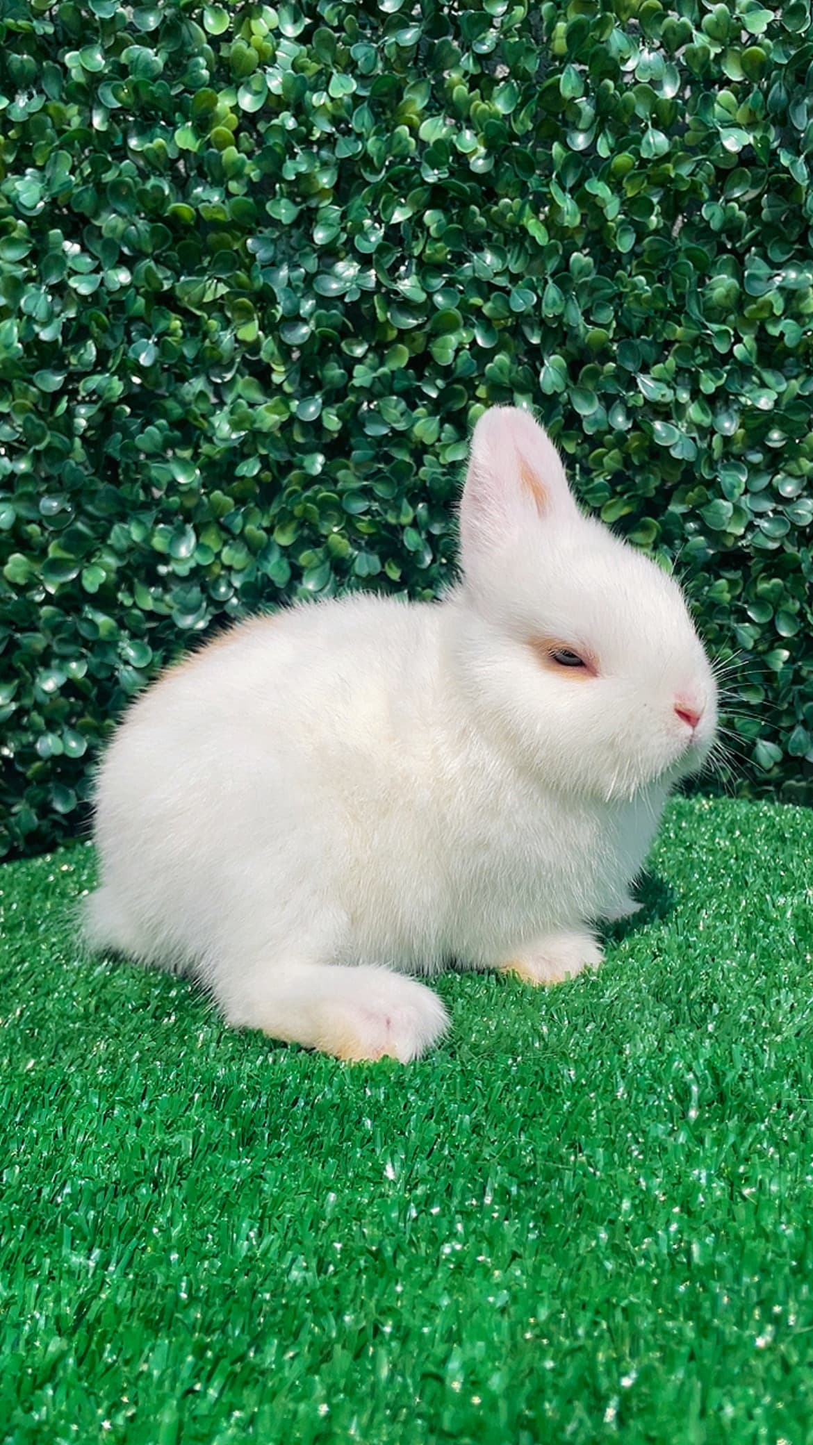 Netherland Dwarf (Anão Holandês)