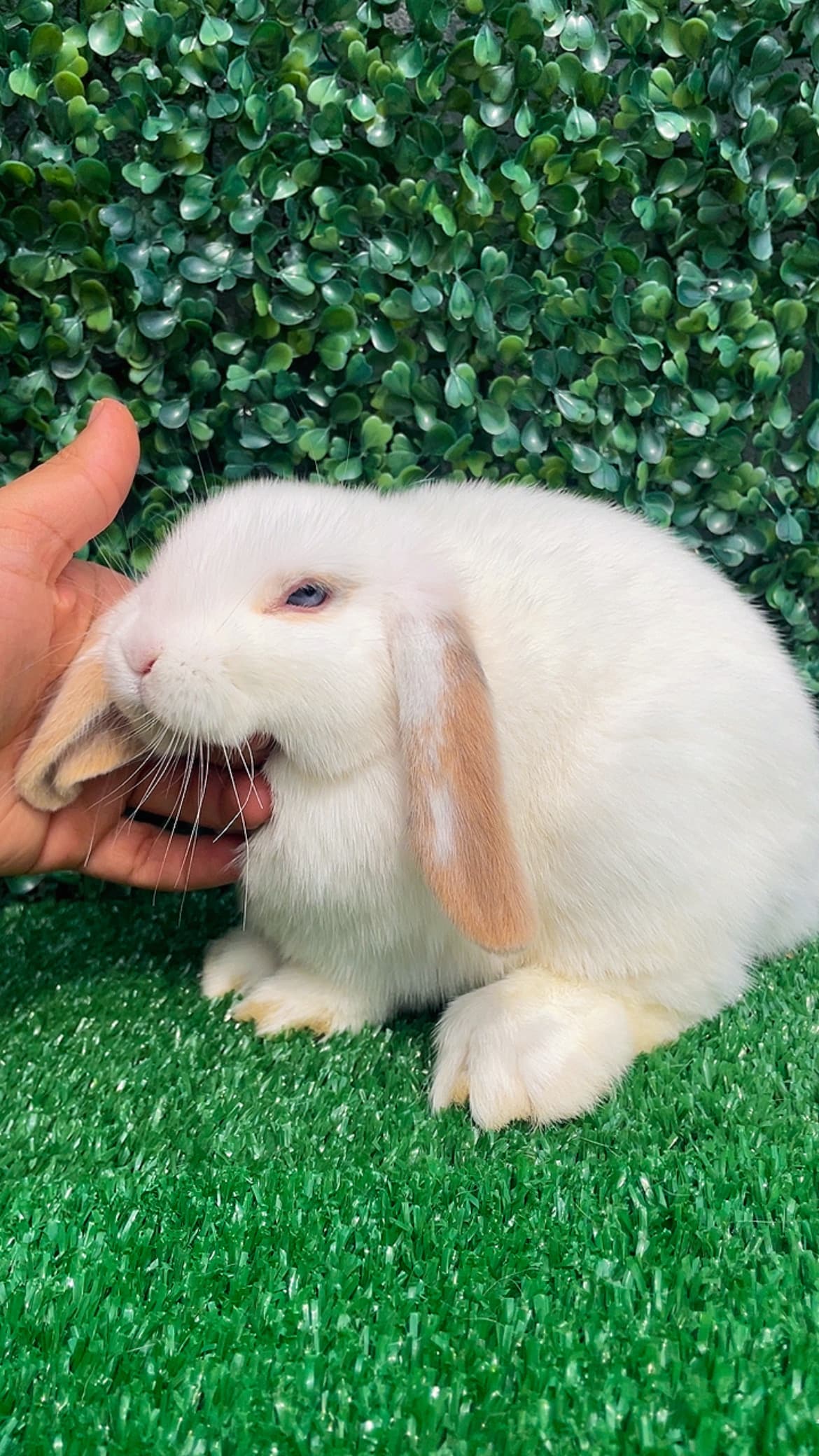 Mini Lop Uruguaio (Linhagem)