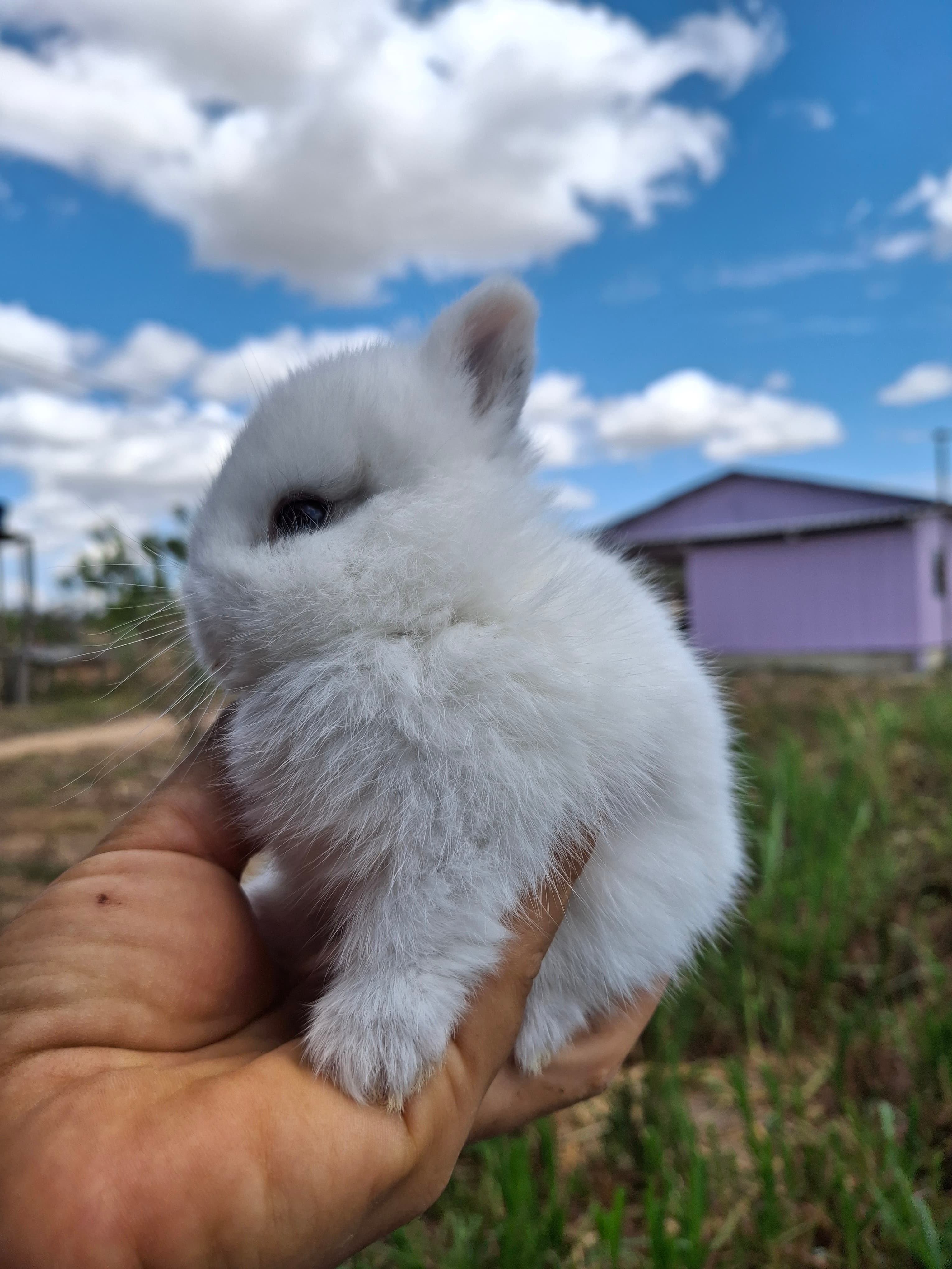 Netherland Dwarf (Anão Holandês)