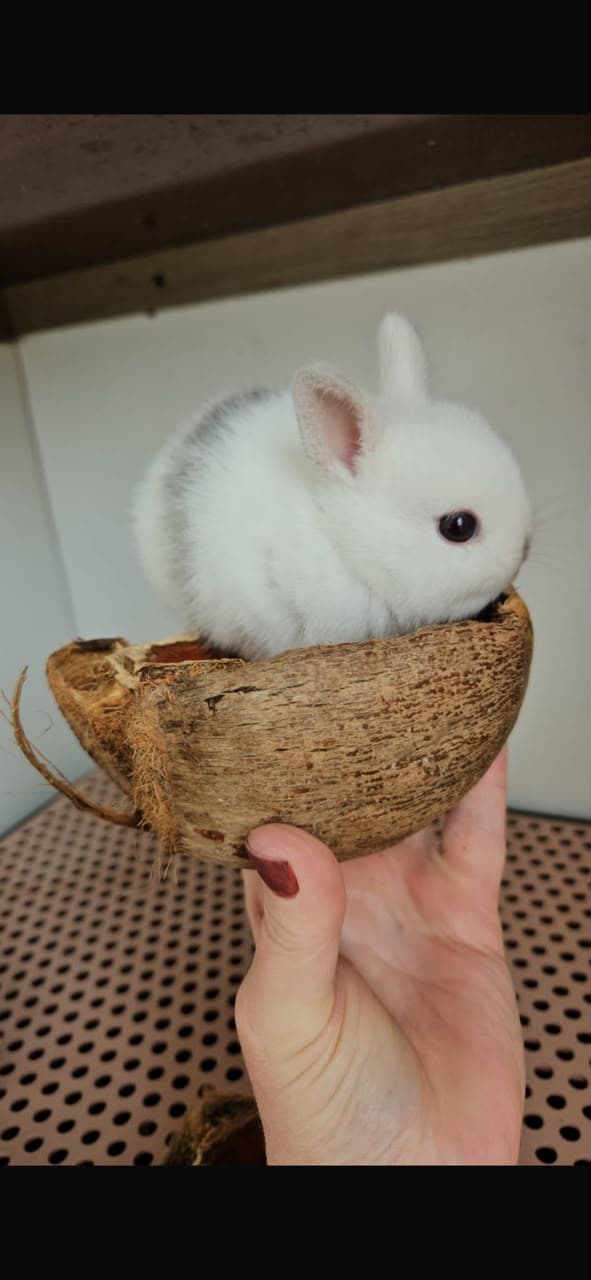 Netherland Dwarf (Anão Holandês)