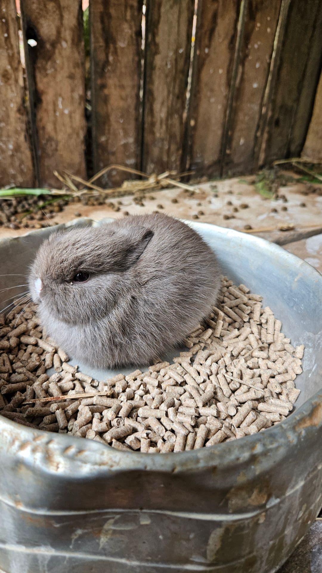 Netherland Dwarf (Anão Holandês)