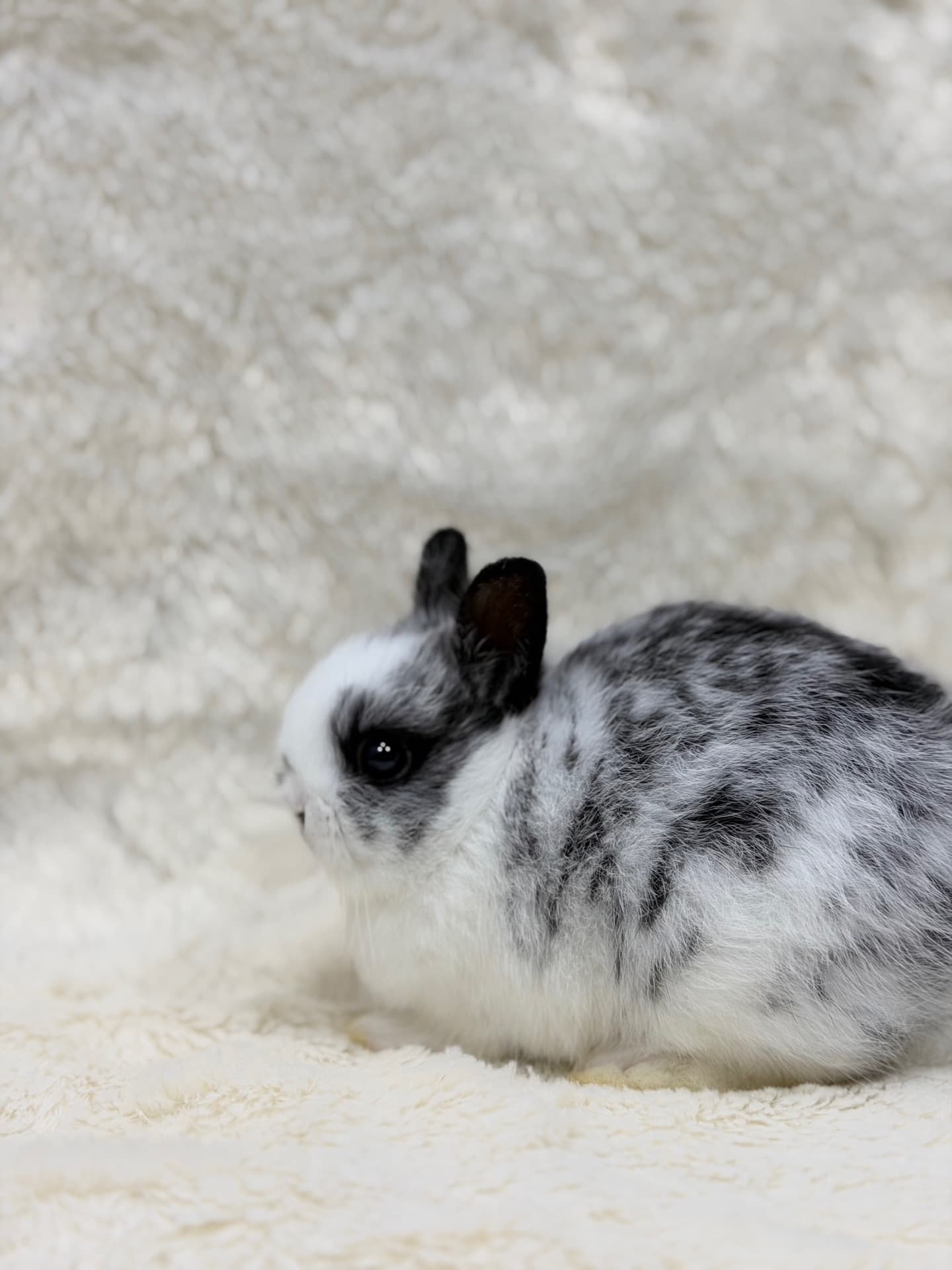Netherland Dwarf (Anão Holandês)