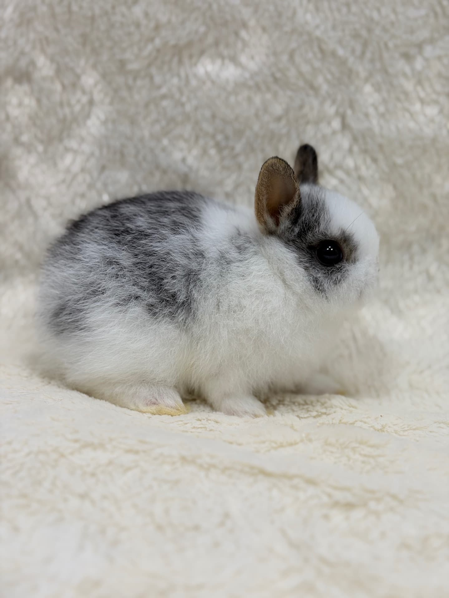Netherland Dwarf (Anão Holandês)