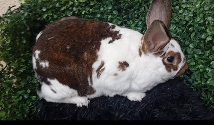 Mini Rex