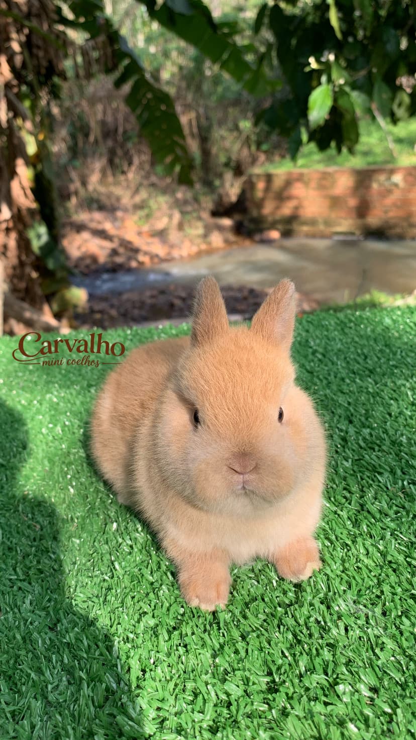 Netherland Dwarf (Anão Holandês)