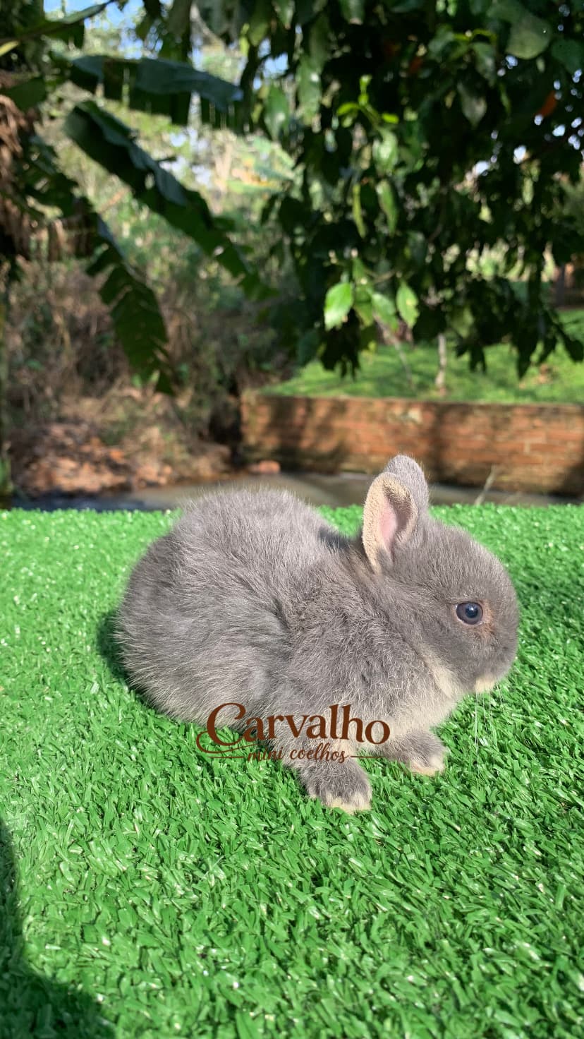Netherland Dwarf (Anão Holandês)