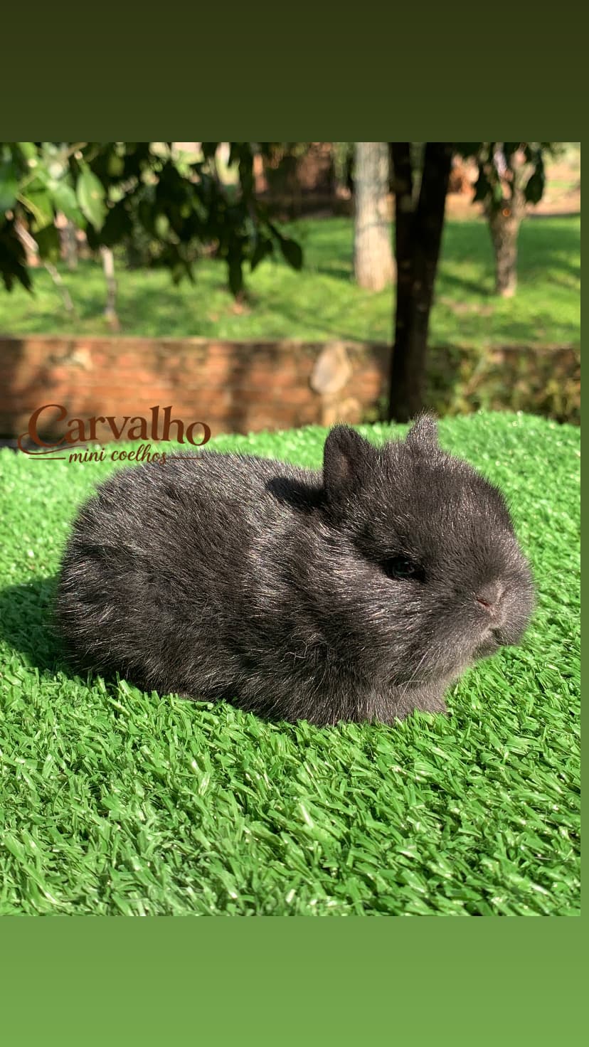 Netherland Dwarf (Anão Holandês)