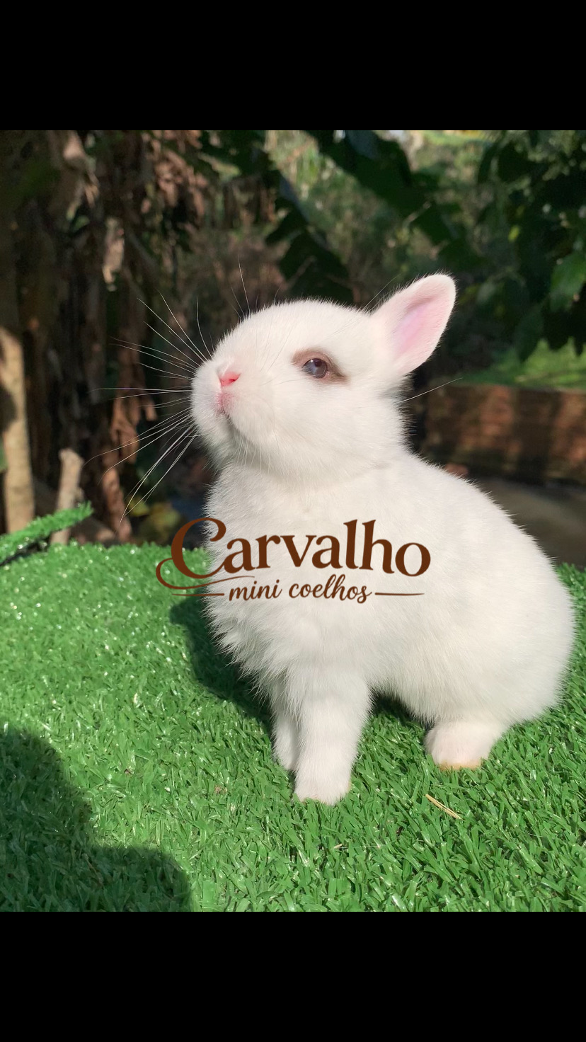 Netherland Dwarf (Anão Holandês)